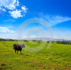 Fighting bull grazing in Extremadura dehesa photo