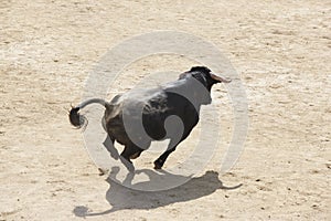 Fighting bull running in the arena. Bullring. Toro bravo. Spain photo
