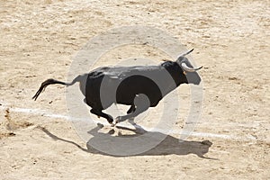 Fighting bull running in the arena. Bullring. Toro bravo photo