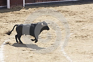 Fighting bull running in the arena. Bullring. Toro bravo photo