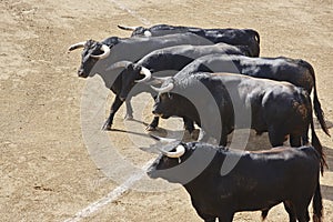 Fighting bulls in the arena. Bullring. Toro bravo. Spain