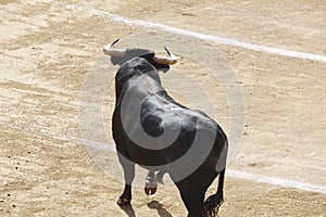 Fighting bulls in the arena. Bullring. Toro bravo. Spain