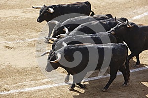 Fighting bulls in the arena. Bullring. Toro bravo. Spain