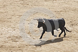 Fighting bulls in the arena. Bullring. Toro bravo. Spain