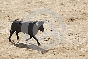 Fighting bulls in the arena. Bullring. Toro bravo. Spain