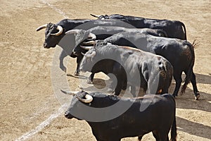 Fighting bulls in the arena. Bullring. Toro bravo. Spain. photo
