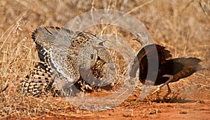 Fighting Bustards