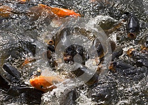 Fighting carp fish in pool at Ho Chi Minh house. photo