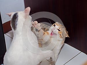 Fighting Cat