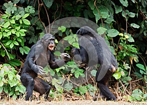 Fighting Chimpanzee