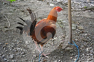 Rooster displayed in New Clarin, Bansalan, Davao del Sur, Philippines. photo