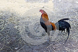 The fighting cock on dry hay in farm