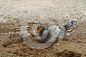 fighting cock eat food in farm at thailand