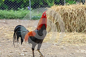 fighting cock  in farm at thailand