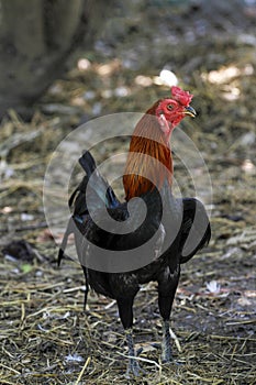 The fighting cock in garden nature farm