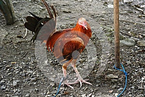Rooster In New Clarin, Bansalan, Davao del Sur, Philippines photo