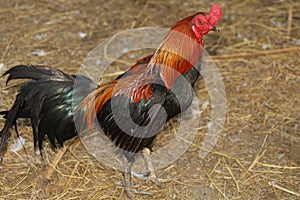 The fighting cock is walkiing and play in farm at thailand photo