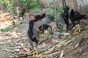 Fighting or gamecocks in the farm