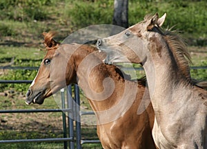 Fighting Colts