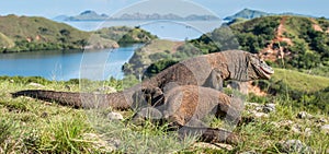 The Fighting Comodo dragons