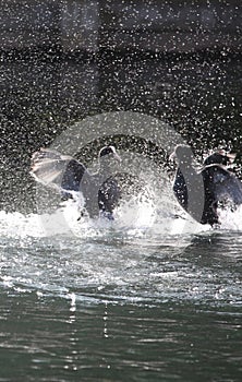 Fighting coots close up