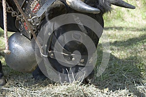 FIghting cow of Switzerland