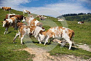 Fighting Cows