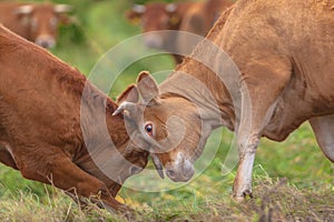 Fighting Cows