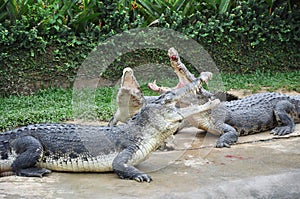 Fighting Crocodiles