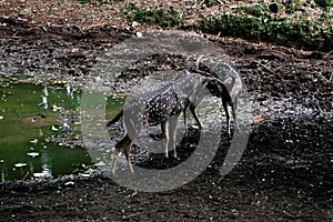 Fighting Deers in Meadow