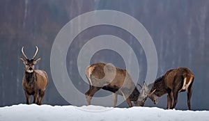 Fighting Deers: Several Young Deer Spiczak Find Out The Relationship. Two Red Deer Stags Cervus Elaphus Fighting In Winter