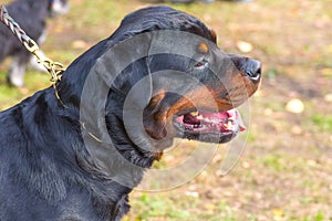 Fighting dog close-up