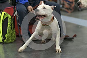 Fighting dog close-up