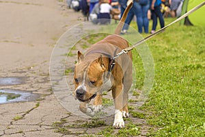 Fighting dog close-up