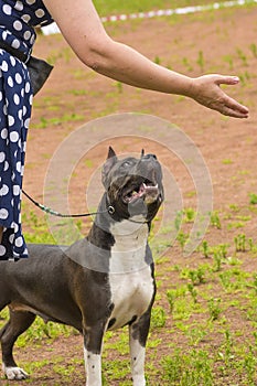 Fighting dog close-up