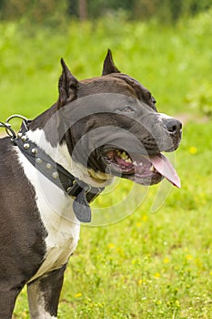 Fighting dog close-up