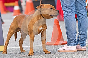 Fighting dog close-up