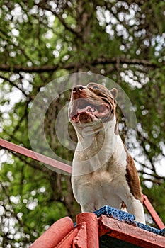 Fighting dog preparing for a jump