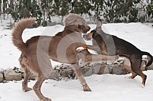 Fighting dogs