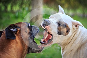 Fighting dogs