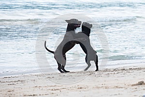 Fighting dogs on The Beach