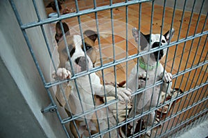 Fighting dogs in a cage