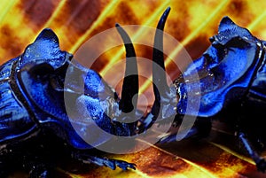 Fighting dung beetles