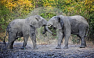 Fighting elephants