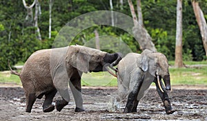 Fighting Elephants