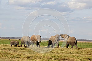 Fighting elephants