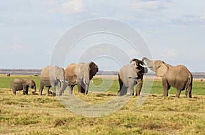 Fighting elephants