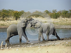 Fighting Elephants