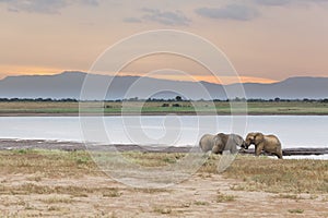 Fighting Elephants At Lake