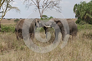 Fighting elephants with tusks